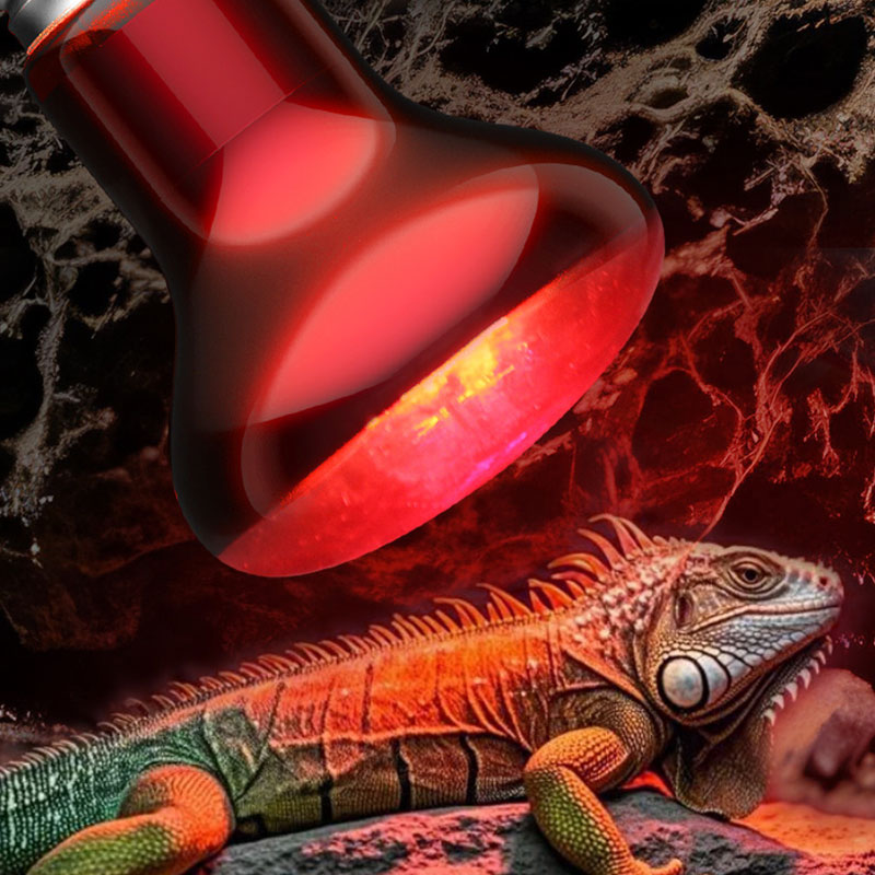 Reptile Heat Lamp 100V/220V In - đánh giá và giá Gecko Lighting & Decor